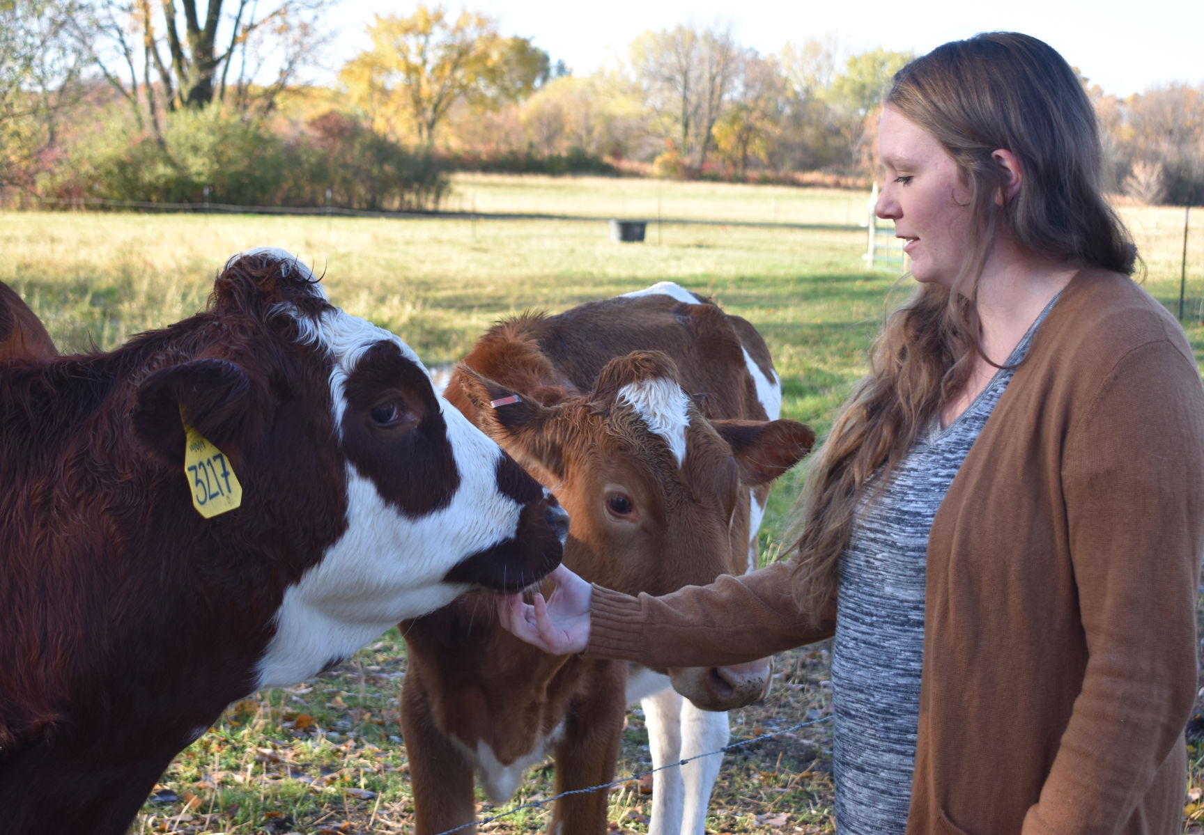 Maggie and heifers.jpg